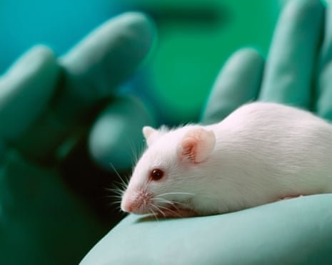 UK Government Unveils Roadmap to End Animal Testing via AI and Human-Tissue Innovations