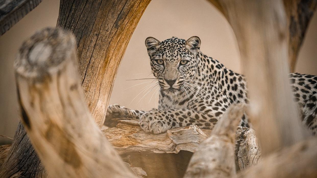 Saudi Arabia to Send Critically Endangered Arabian Leopards to U.S. National Zoo
