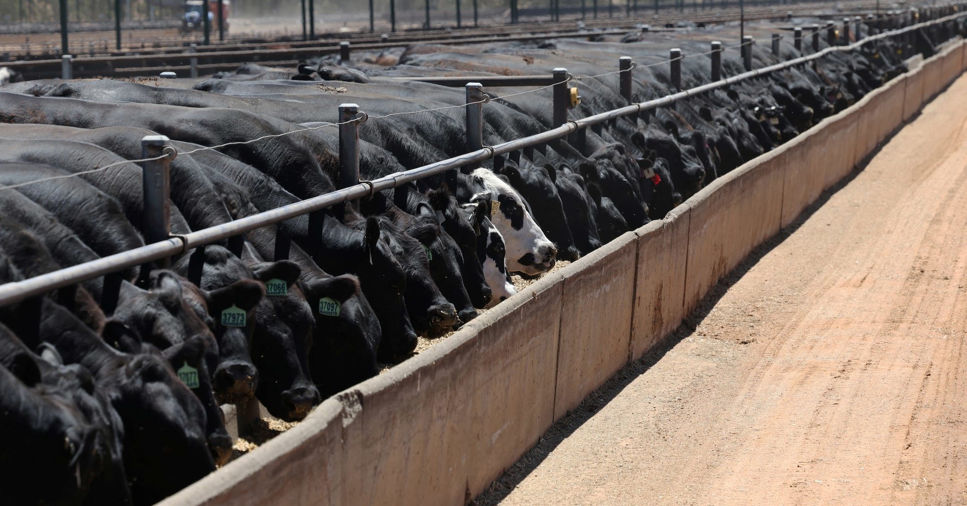 Australia Expands Grain-Fed Beef Exports as U.S. Output Slips, Filling Global Supply Gap