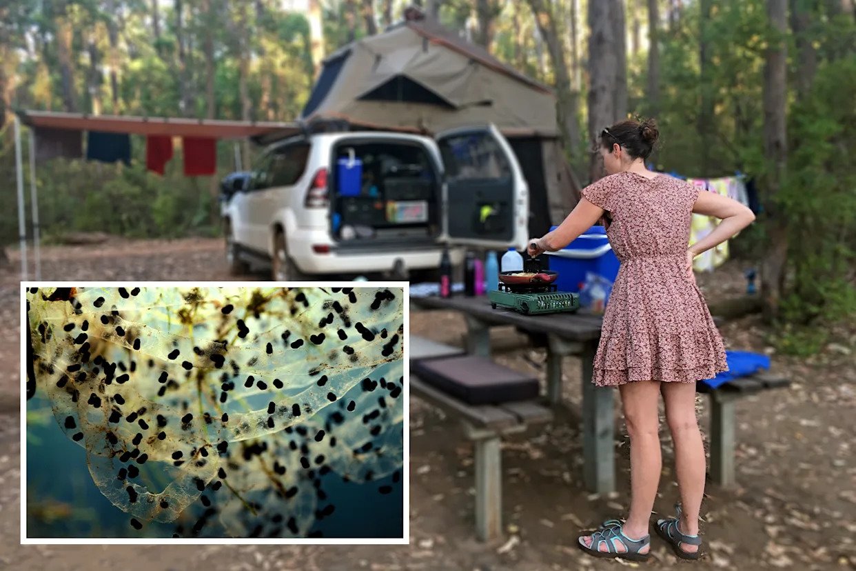 Travellers Warned of Hidden Biosecurity and Safety Risks as Caravan and Camping Season Begins