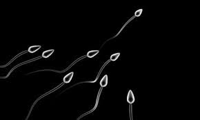 L'industrie mondiale d'exportation de spermatozoïdes du Danemark fait l'objet d'un examen après un cas de mutation génétique.