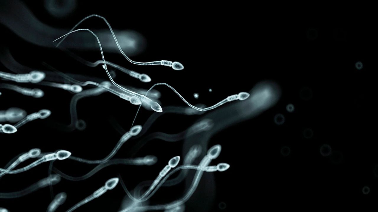 Denmark’s Global Sperm Export Industry Faces Scrutiny After Genetic Mutation Case
