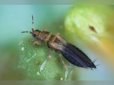 Invasive Thrips Outbreak Deepens European Pepper Shortage, Disrupts Supply and Elevates Prices