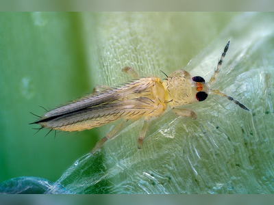 Invasive Thrips Outbreak Deepens European Pepper Shortage, Disrupts Supply and Elevates Prices
