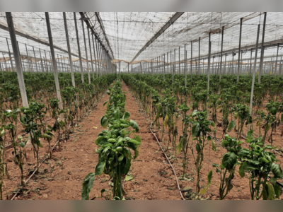 Invasive Thrips Outbreak Deepens European Pepper Shortage, Disrupts Supply and Elevates Prices
