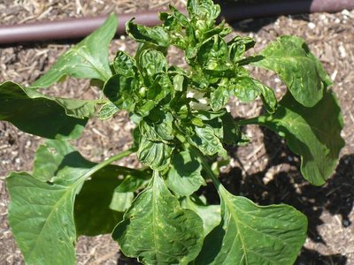 Invazív tripszfajok kitörése súlyosbítja az európai paprika hiányt, megzavarja a kínálatot és emeli az árakat.