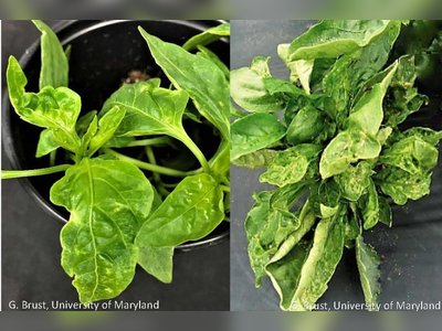 Invazív tripszfajok kitörése súlyosbítja az európai paprika hiányt, megzavarja a kínálatot és emeli az árakat.