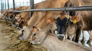 Australia and EU Narrow Differences Over Beef and Food Imports as Free Trade Agreement Nears Finalisation