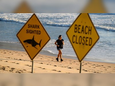 Surge in Shark Encounters on Australian Coasts Driven by Environmental Shifts and Seasonal Conditions