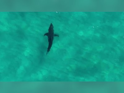 Surge in Shark Encounters on Australian Coasts Driven by Environmental Shifts and Seasonal Conditions