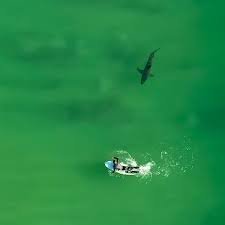 Experts Say Great White Sharks in Australia Are Not Inherently More Aggressive, Surge in Incidents Linked to Environment and Human Activity