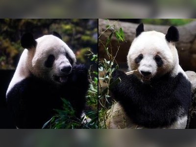 Japan Bids Farewell to Its Last Pandas Amid Rising Tensions with China
