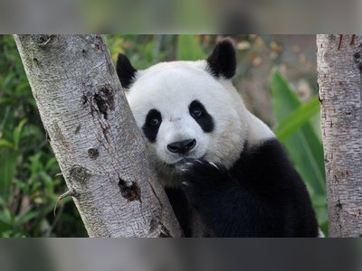 Japan Bids Farewell to Its Last Pandas Amid Rising Tensions with China