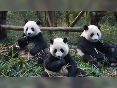 Japan Bids Farewell to Its Last Pandas Amid Rising Tensions with China