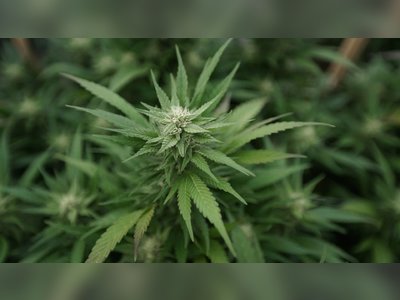 Washington Lawmakers Renew Push to Legalize Home Marijuana Cultivation Despite Police Resistance