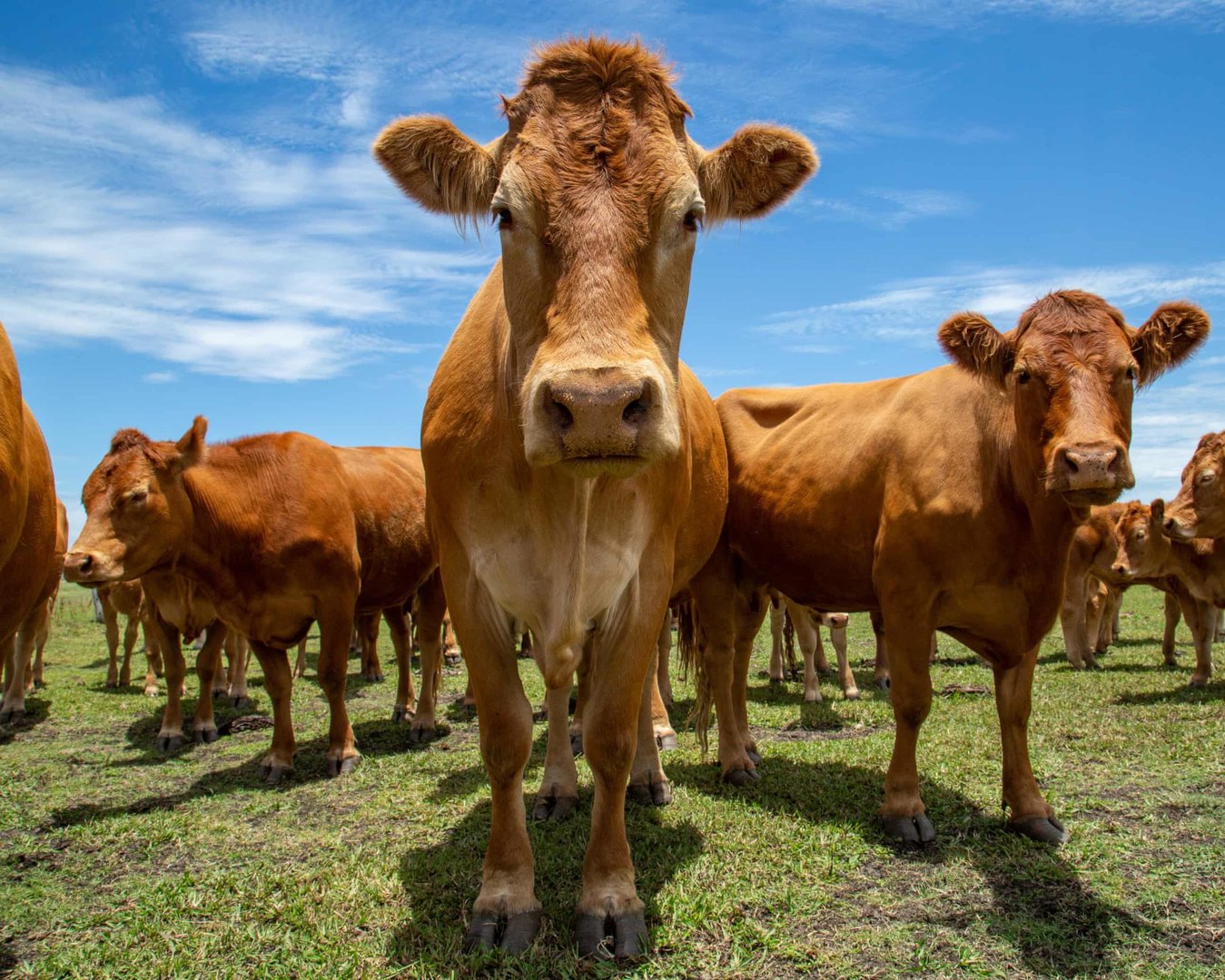 Australia and EU Close to Historic Free Trade Deal After Years of Deadlock