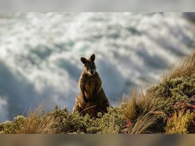 Australia Allocates Billions More to Environmentally Harmful Activities Than to Conservation, New Analysis Shows