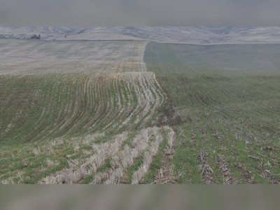 Winter Grain Mites Surge in Washington Wheat Fields, Forcing Farmers to Fight Costly Infestations