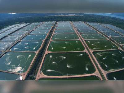 Seafarms Group Faces Court Action Over Alleged Corporations Act Breaches