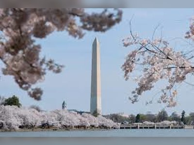 Washington’s Cherry Blossoms Reach Peak Bloom, Drawing Crowds to the Capital