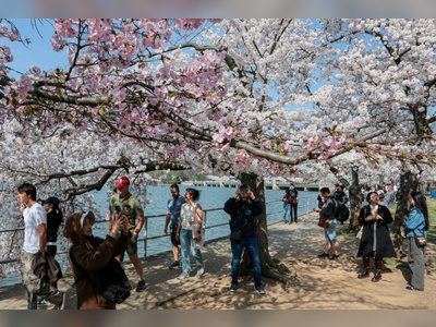 Washington’s Cherry Blossoms Reach Peak Bloom, Drawing Crowds to the Capital