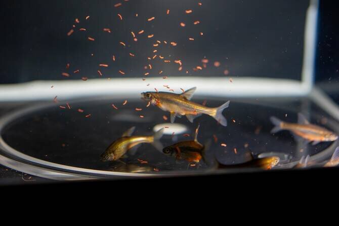 Saudi Scientists Revive Critically Endangered Fish Through Groundbreaking Breeding Program