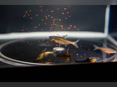 Saudi Scientists Revive Critically Endangered Fish Through Groundbreaking Breeding Program