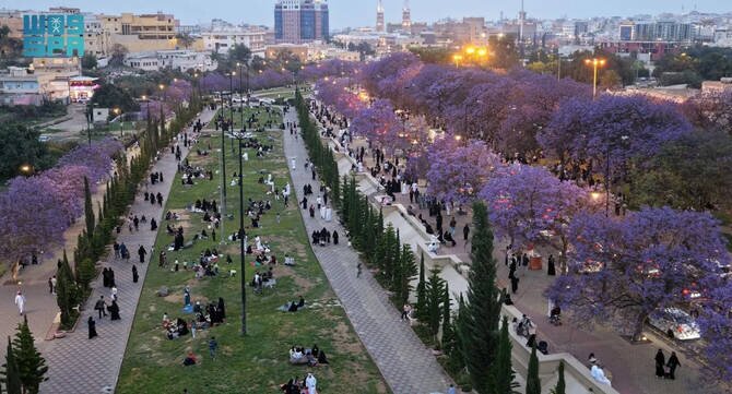 Abha Jacaranda Bloom Boosts Tourism in Asir Highlands