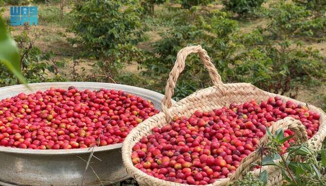 Asir Coffee Production Surpasses 82,000 kg as Rijal Almaa Prepares for Third Festival
