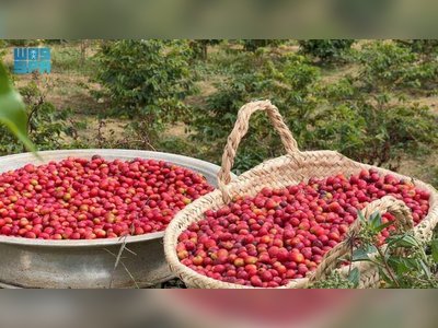 Asir Coffee Production Surpasses 82,000 kg as Rijal Almaa Prepares for Third Festival