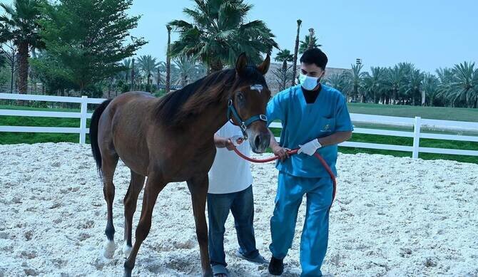 Saudi lab gains global recognition for equine testing