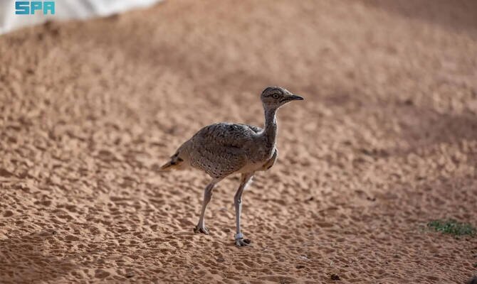Houbara Breeding Center Aims for 25,000 Birds