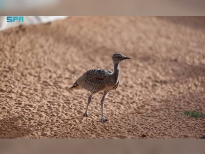 Houbara Breeding Center Aims for 25,000 Birds