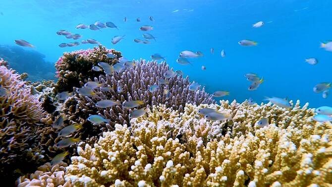 Sustainable Future: Red Sea's Rare Chance at Fisheries Management