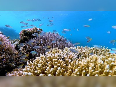 Sustainable Future: Red Sea's Rare Chance at Fisheries Management