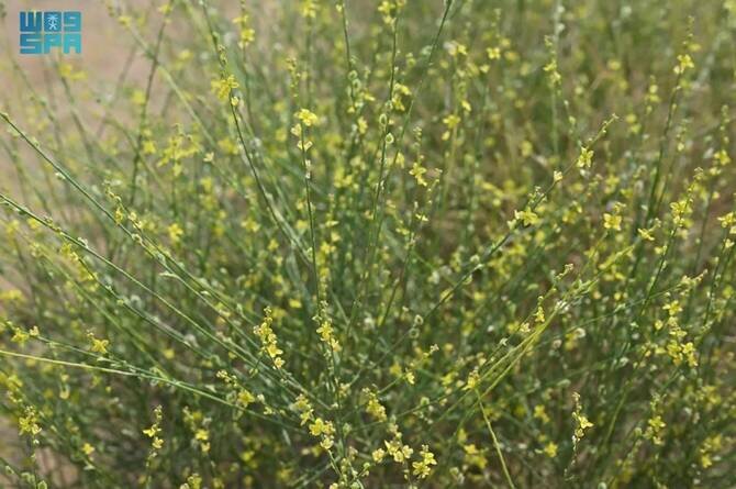 Al-Alaqah Shrub Highlights Rich Plant Diversity in Saudi Arabia's Jazan Region