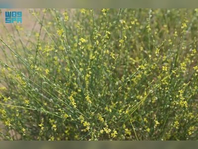 Al-Alaqah Shrub Highlights Rich Plant Diversity in Saudi Arabia's Jazan Region