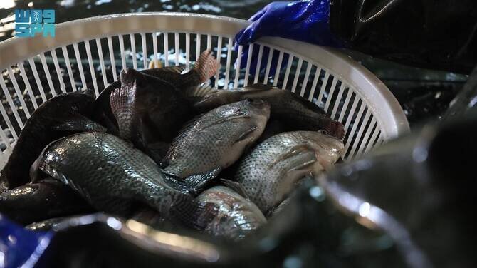 Fish Farming in Qassim Experiences Rapid Growth