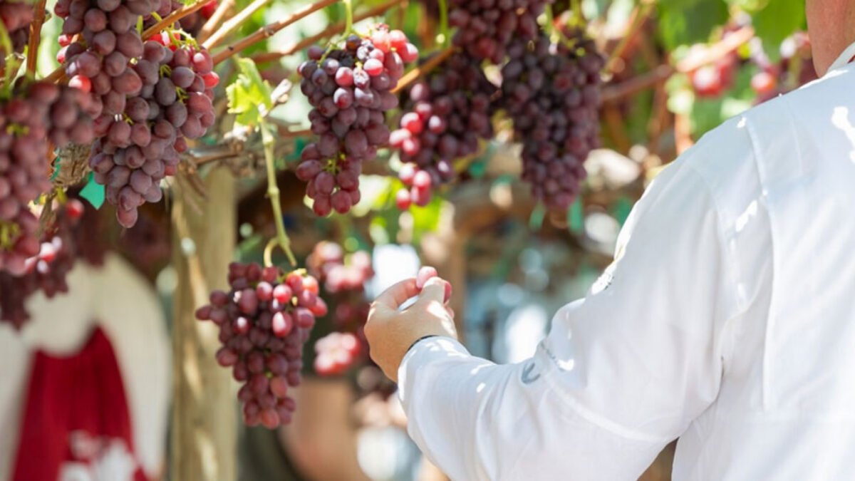 Sun World Expands Global Licensing Network to Scale Branded Fruit Strategy in Australia and Italy