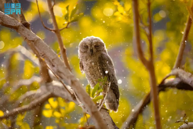 Northern Jouf province: A haven for wildlife photography enthusiasts