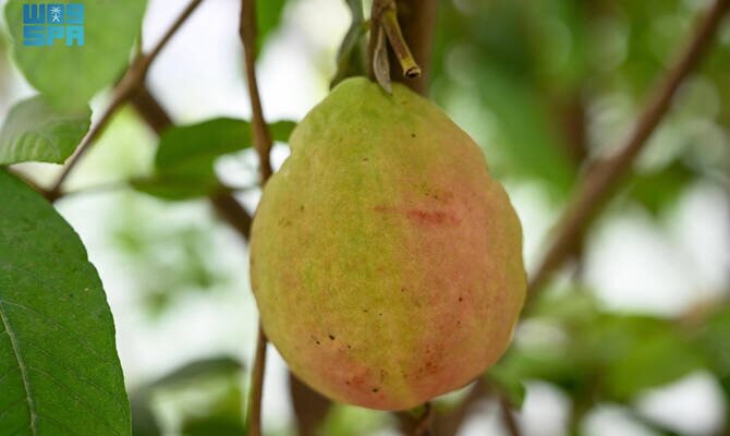 Red Guava: Najran's Promising Investment Crop