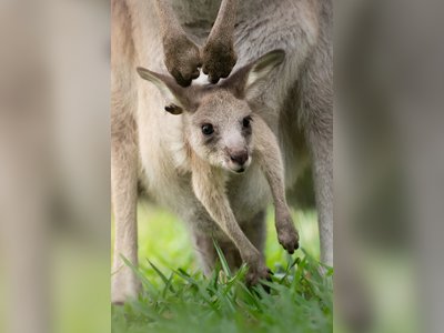 Royal Children Name Australia Zoo Kangaroo in Carefully Staged Conservation Push