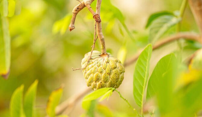Saudi Arabia's Jazan Region Emerges as a Key Producer of Custard Apples