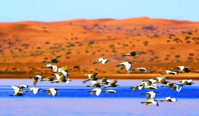 World Migratory Bird Day: Saudi Arabia Strengthens Role as Vital Refuge