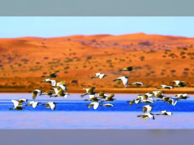 World Migratory Bird Day: Saudi Arabia Strengthens Role as Vital Refuge