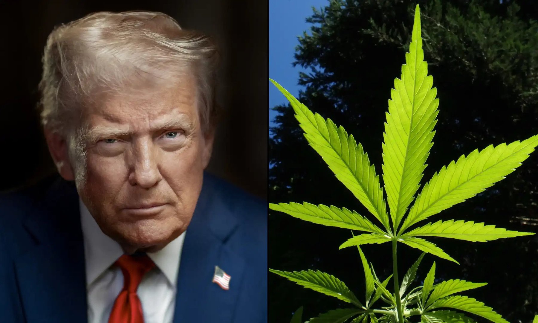 Trump Administration Drug Policy Faces Scrutiny Over Contradictions on Marijuana and Enforcement Priorities