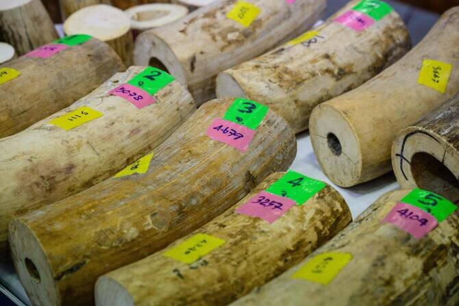 Thailand Makes Largest Ivory Seizure in a Decade, Nine Arrested