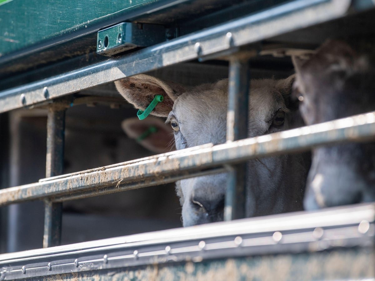 EU Considers Agricultural Concession to UK in Effort to Reset Post-Brexit Trade Relations