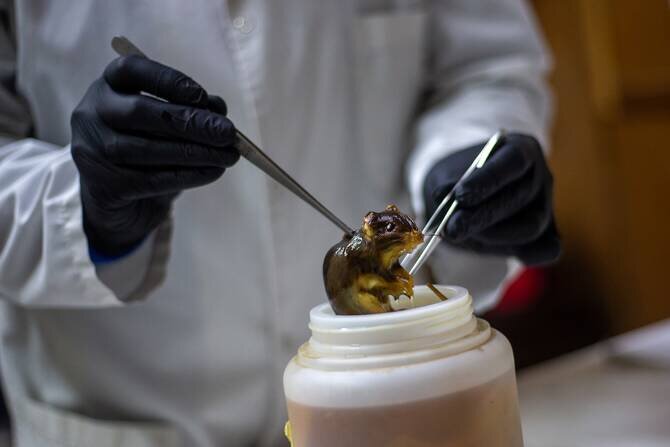 Understanding Hantavirus: Risk and Prevention