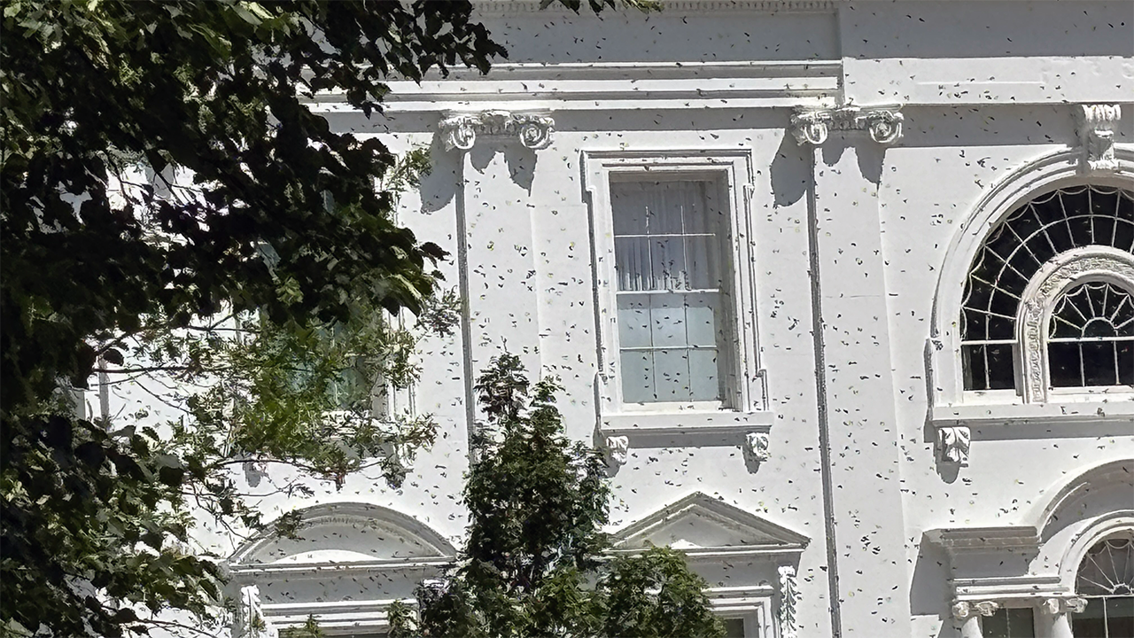 Bee Swarm at White House North Lawn Disrupts Executive Residence Grounds